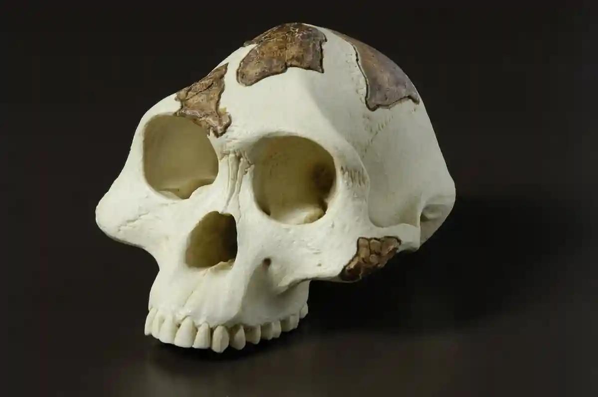 Загадка предков современного человека. Место и время их появления. Australopithecus afarensis