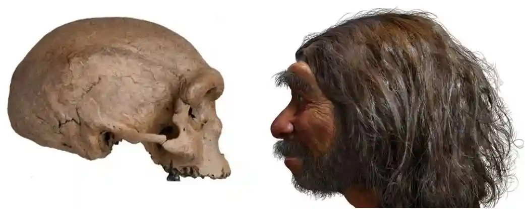 Загадка предков современного человека. Место и время их появления. Homo sapiens