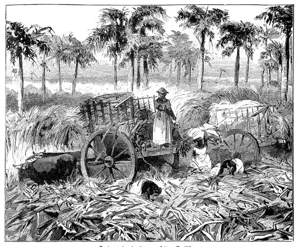 Сахар и его связь с рабством. Путешествие "сладкого золота" через столетия