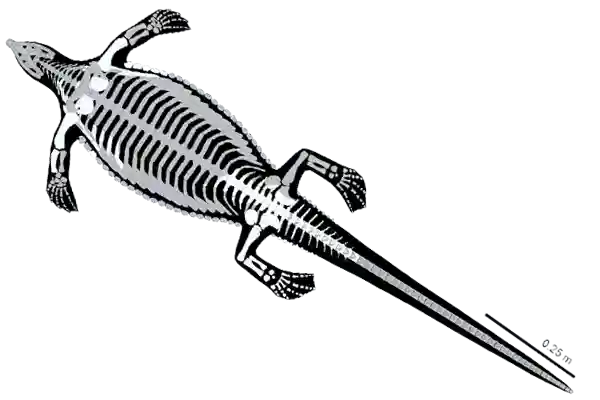 Древний морской ящер ​Prosaurosphargis yingzishanensis