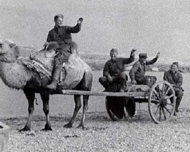 Как красноармейцы воевали на верблюдах против Гитлера
